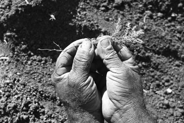 Serie: Hombres del campo